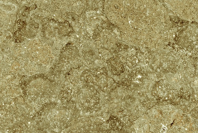 SCINTILA DARK